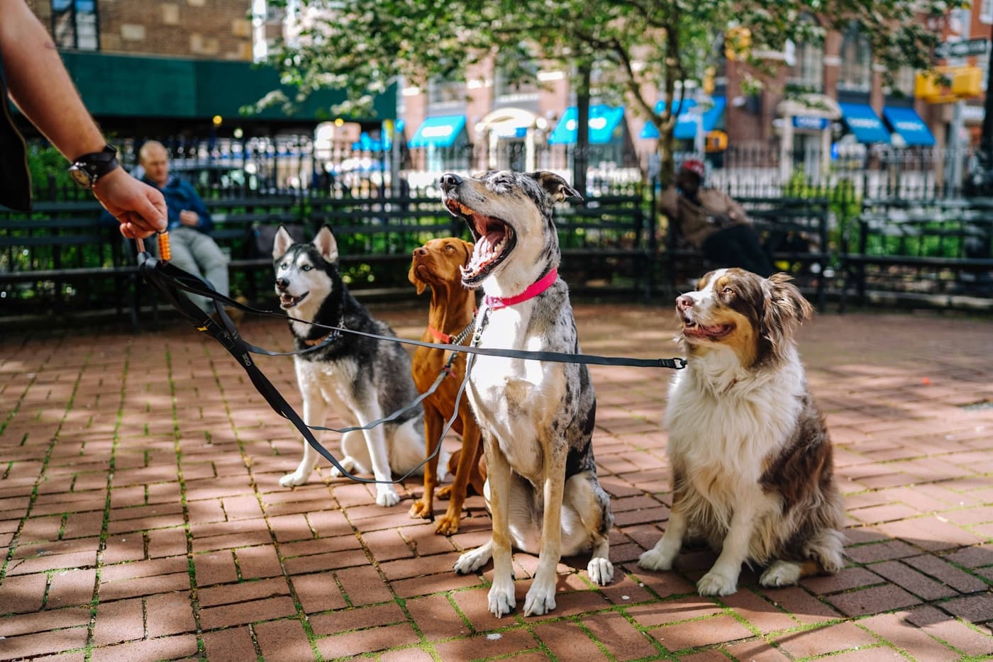 A walker manages multiple dogs side by side on a city sidewalk