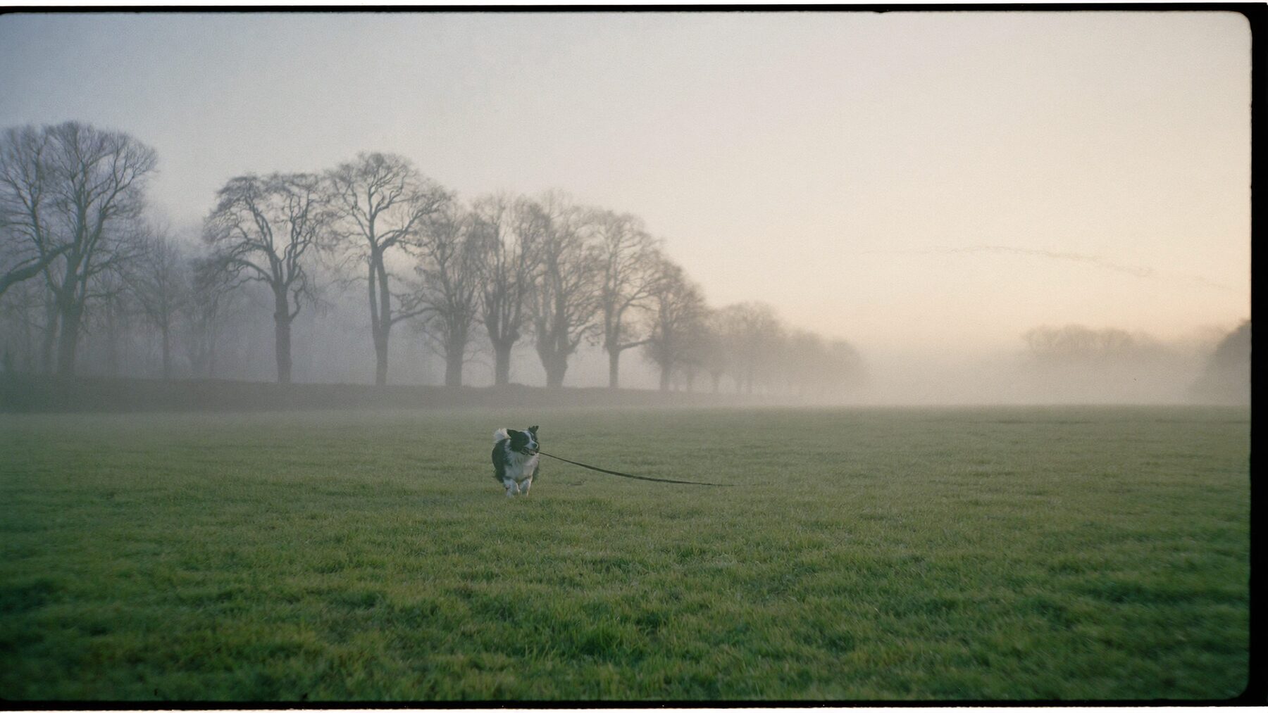 A border collie running across a foggy English common at dawn