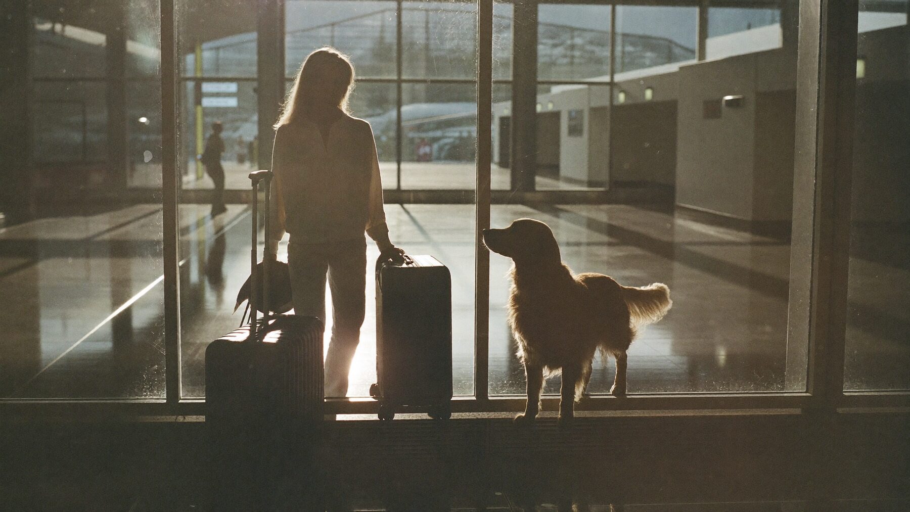 A woman and a golden retriever at the glass of an airport arrivals hall in morning light