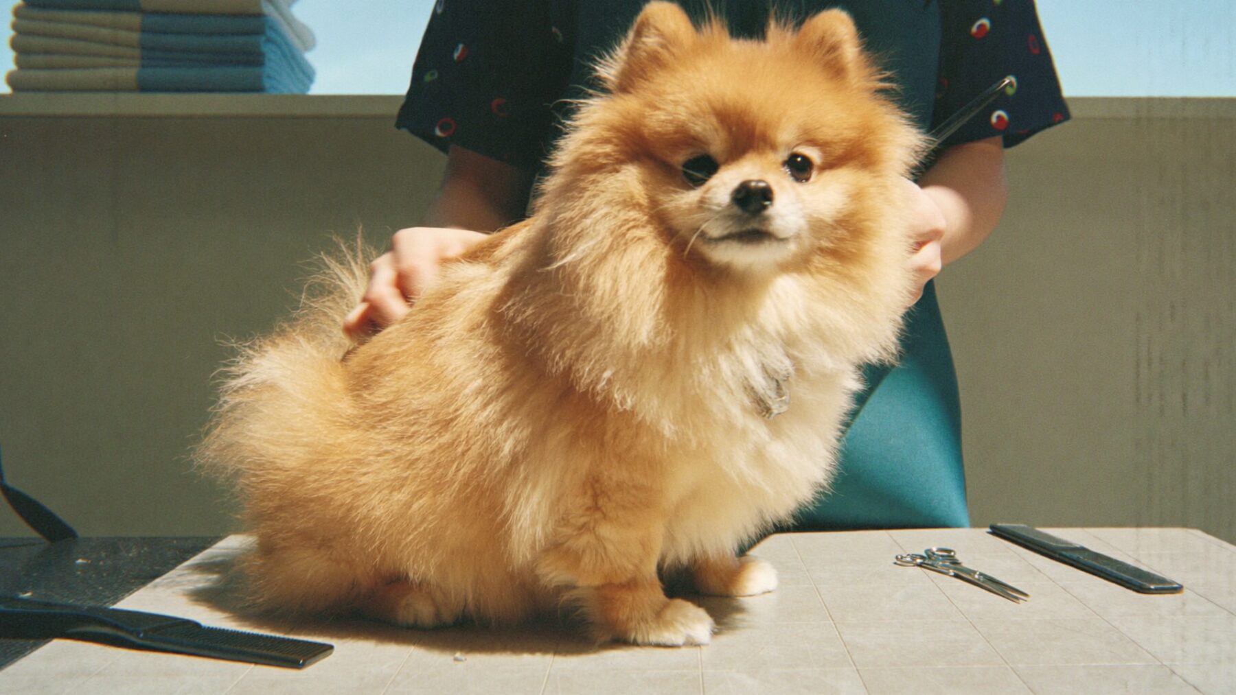 Pet Grooming in Dubai Before Summer: 5 Mistakes UAE Owners Make Every Year