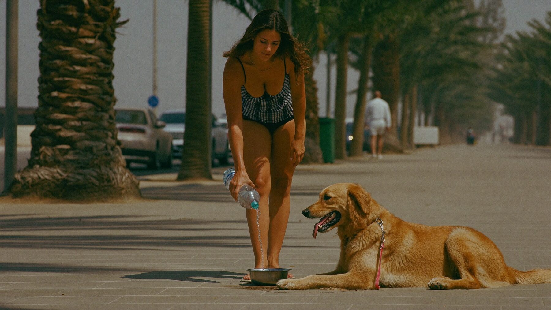 Dubai Summer Heat & Pets: The 7 Rules Every Owner Needs (2026)