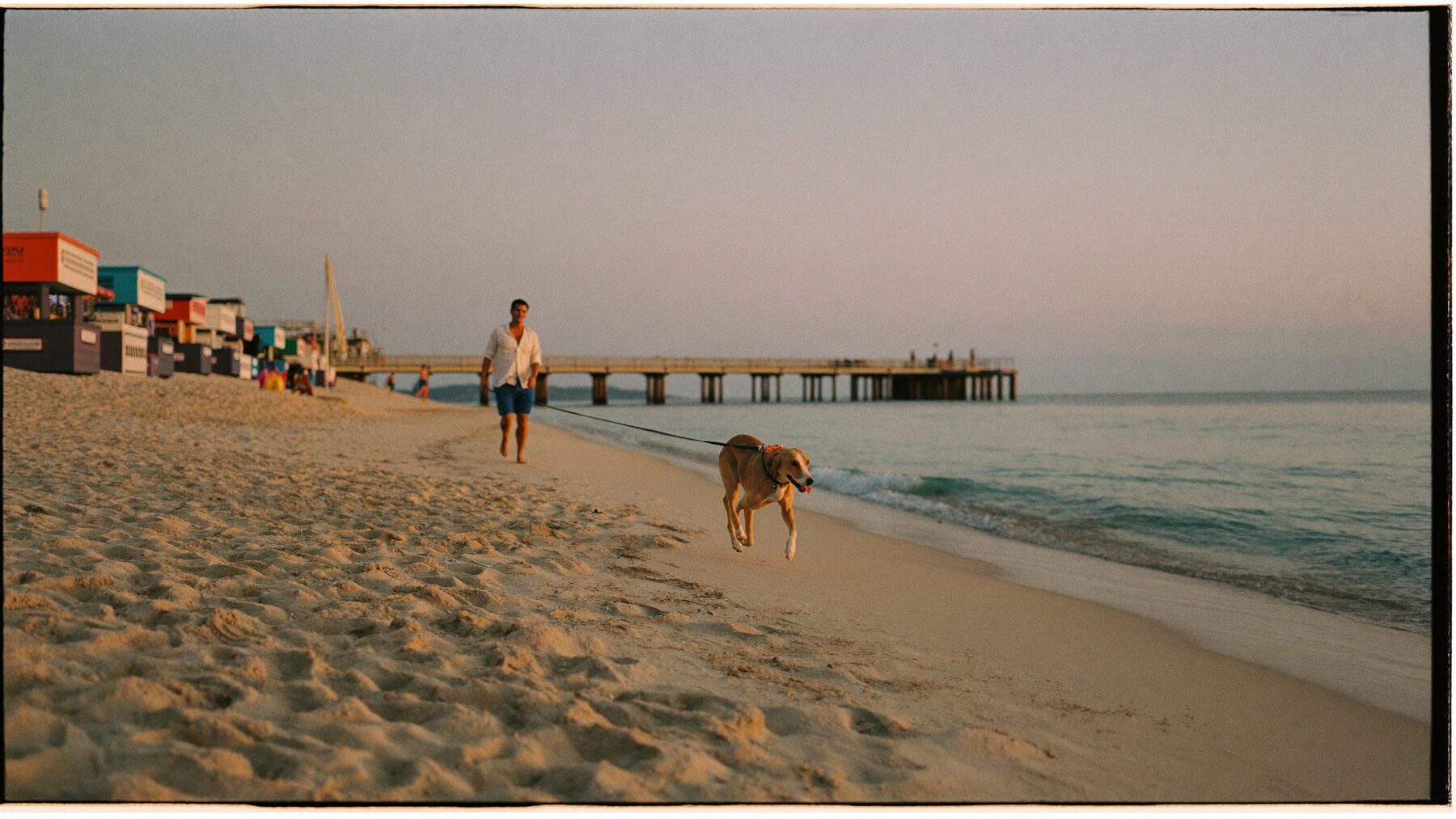 A dog trotting along St Kilda beach in Melbourne at golden dusk