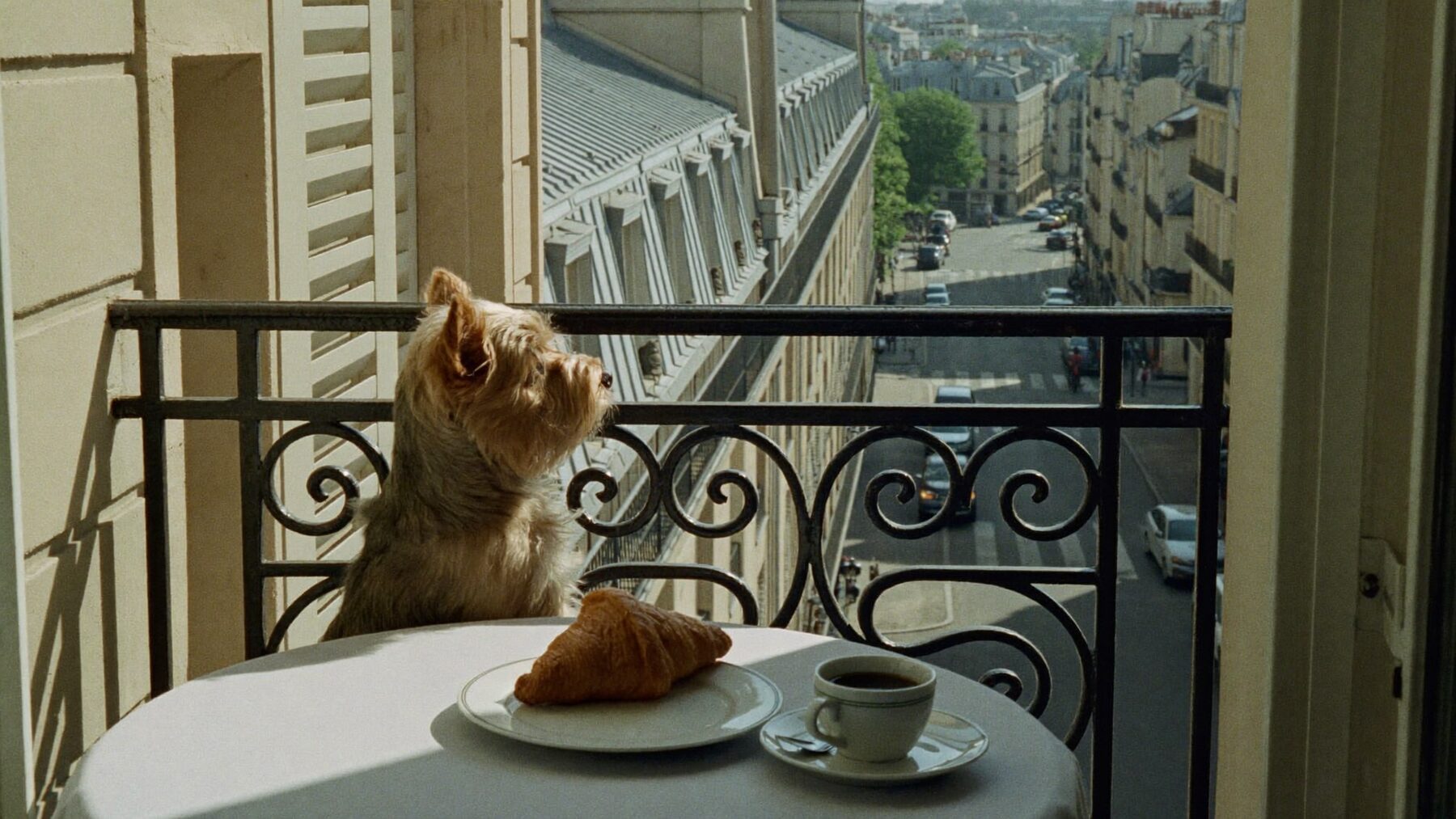 A small terrier on a Paris balcony looking down at the street