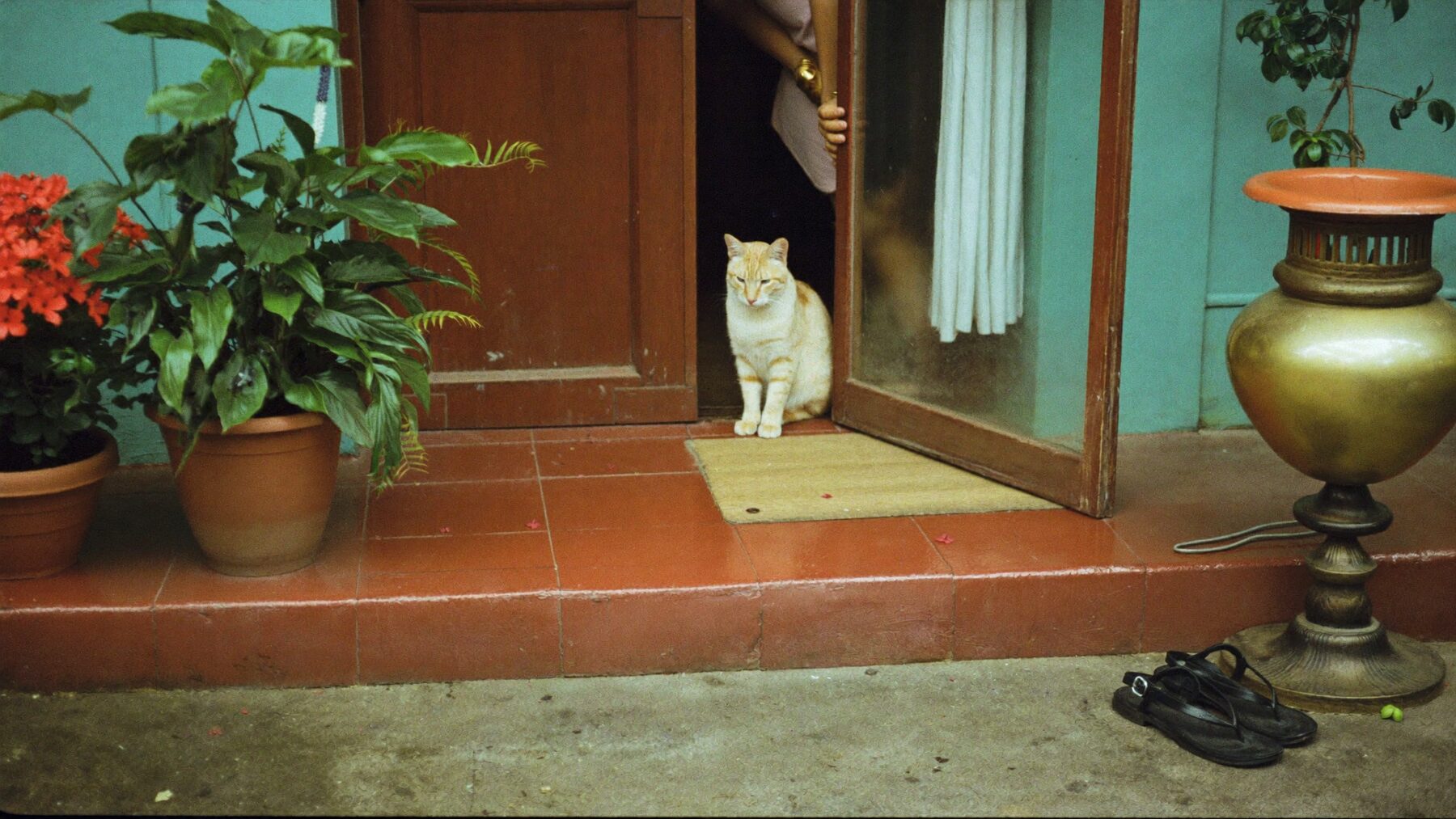 A ginger cat sitting in the doorway of a Kerala veranda with a red oxide floor