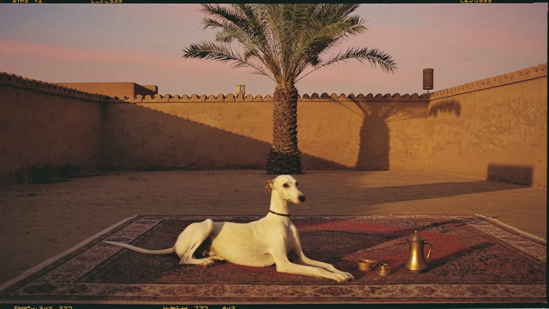 A saluki lying on a woven rug in a Riyadh courtyard at dusk