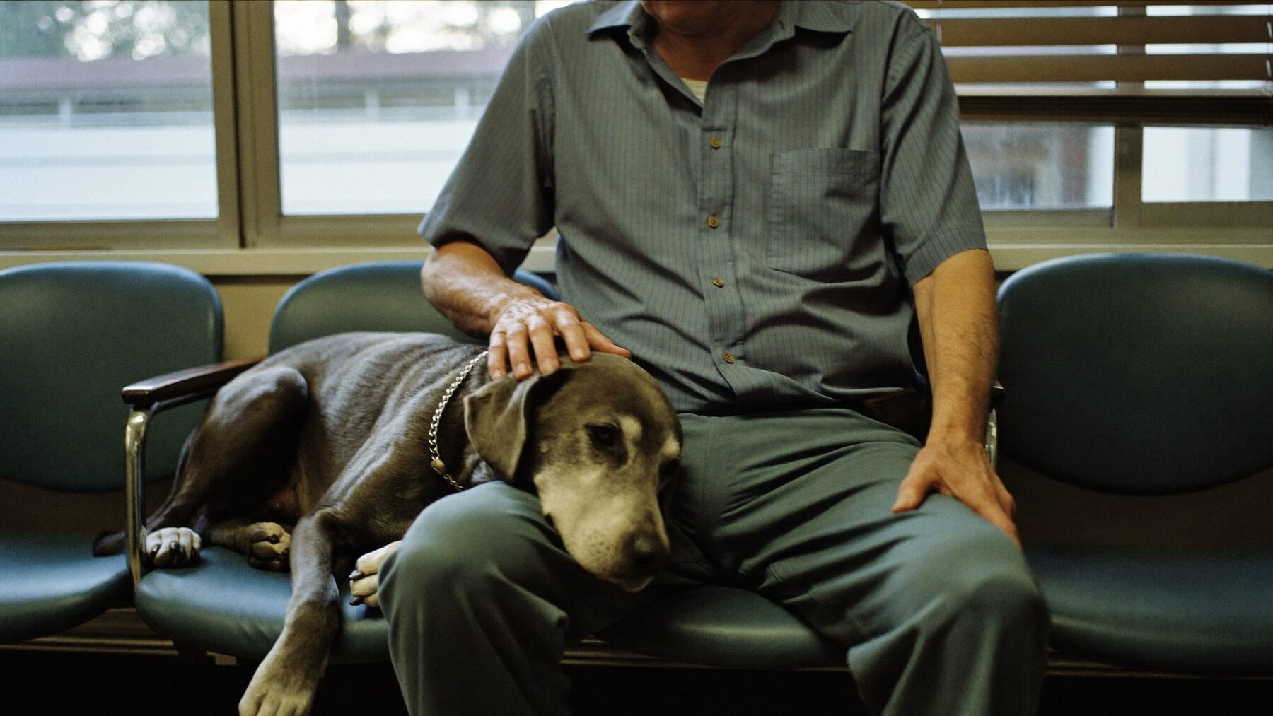 A grey-muzzled labrador resting its head on an older man’s knee in a veterinary waiting room