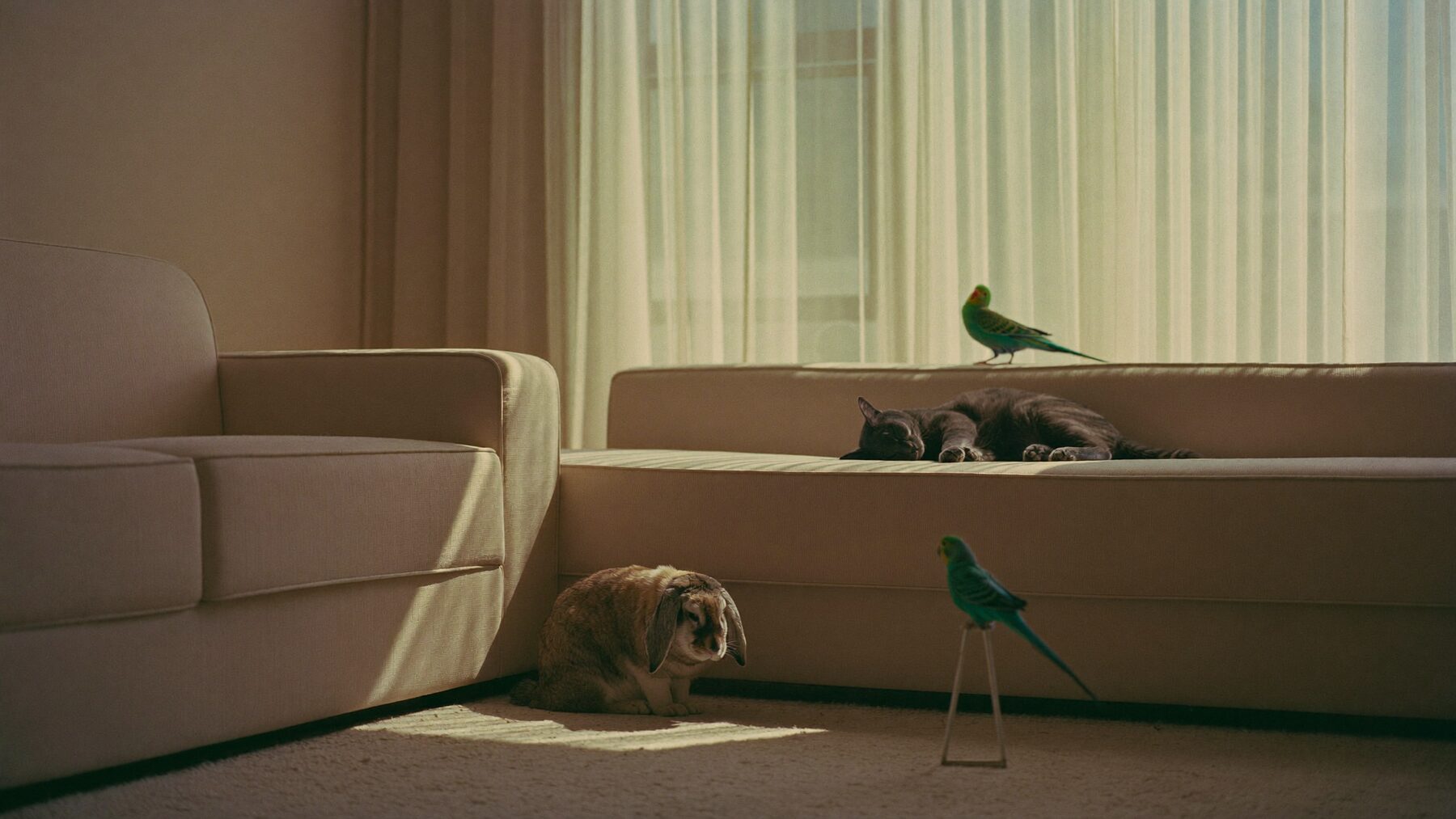 A cat, a rabbit and a parakeet sharing a sunlit Dubai living room