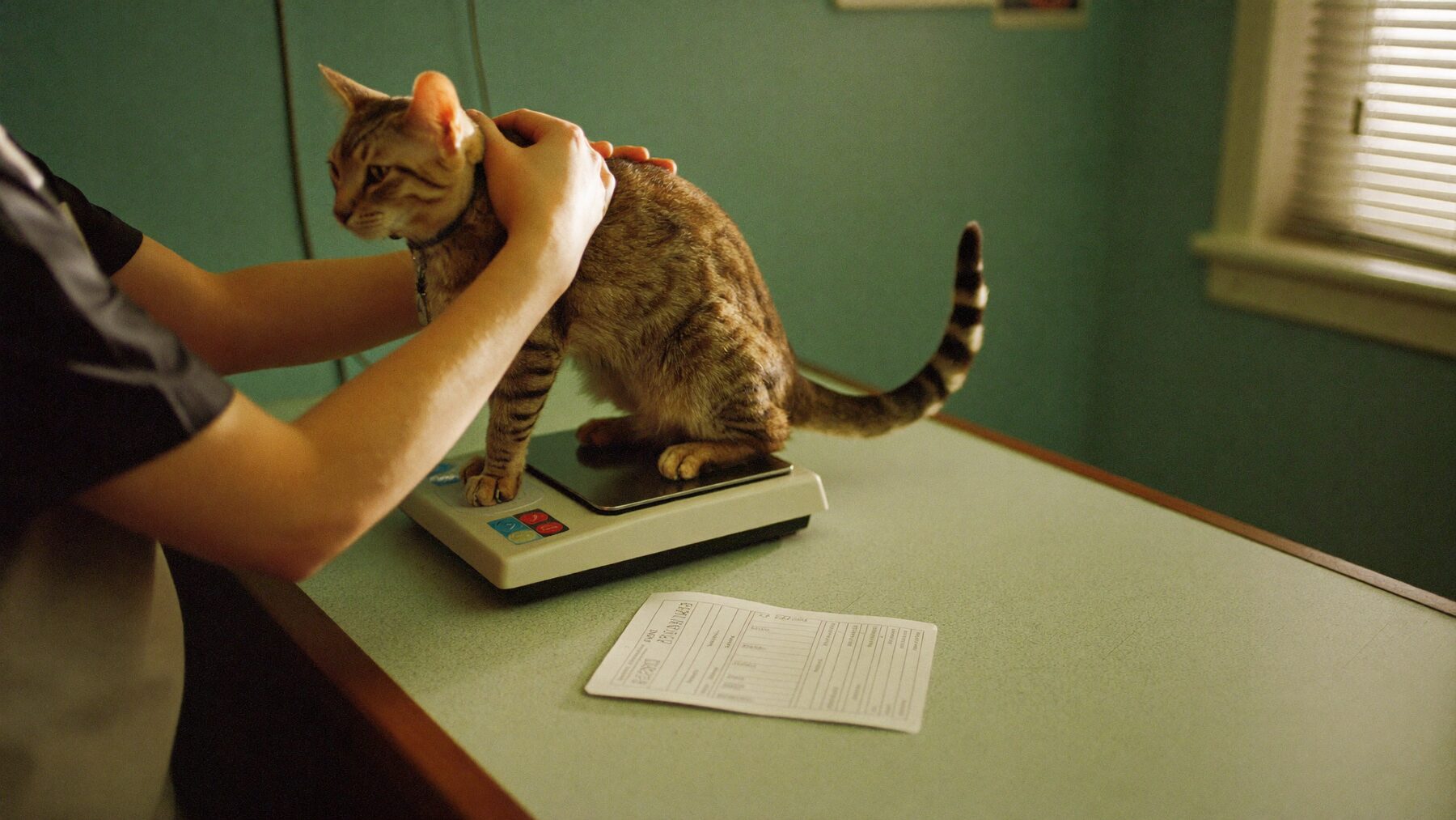 A vet lifting a tabby cat onto a clinic scale