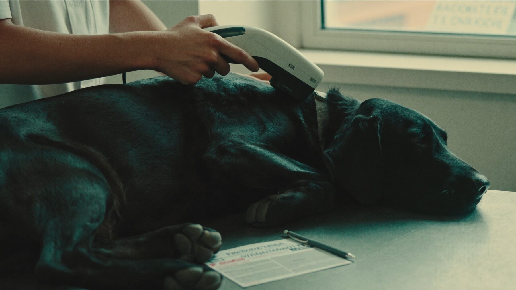 A vet passes a microchip scanner over a calm black labrador beside a vaccination card
